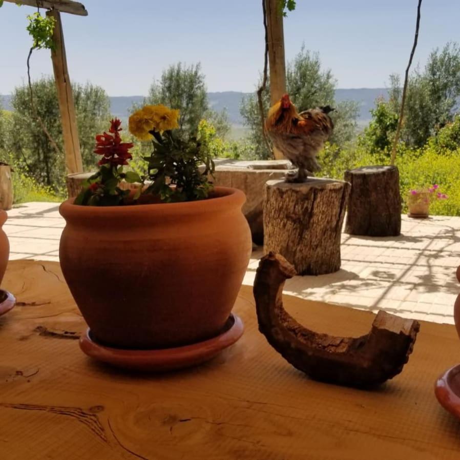 Le Chene D'Azrou Hotell Exteriör bild